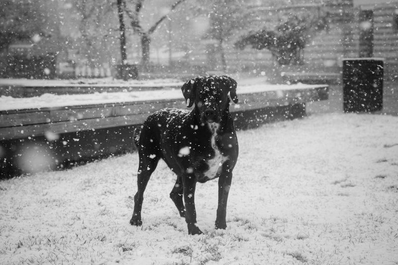 Dog Arthritis in Cold Weather: Why It Gets Worse, and What Actually Helps