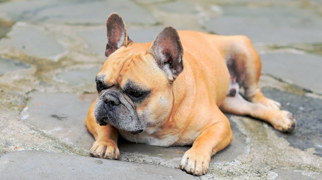 French Bulldog Joint Problems: Hips, Backs, and What Helps