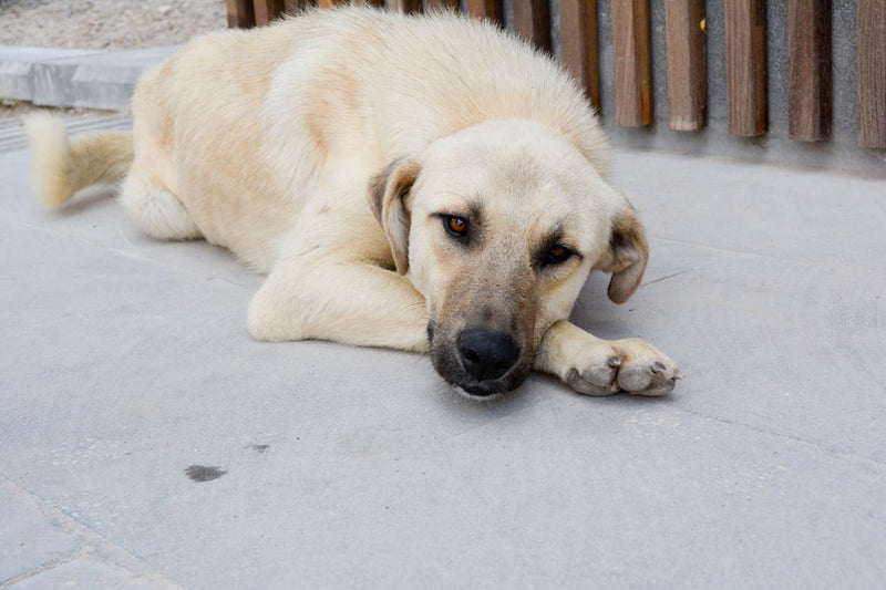 Dog Stiff After Lying Down? What It Means and What to Do