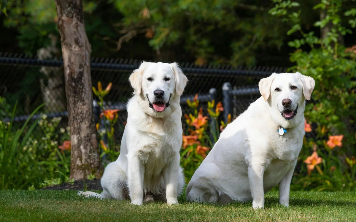 8-week pilot in family-owned dogs