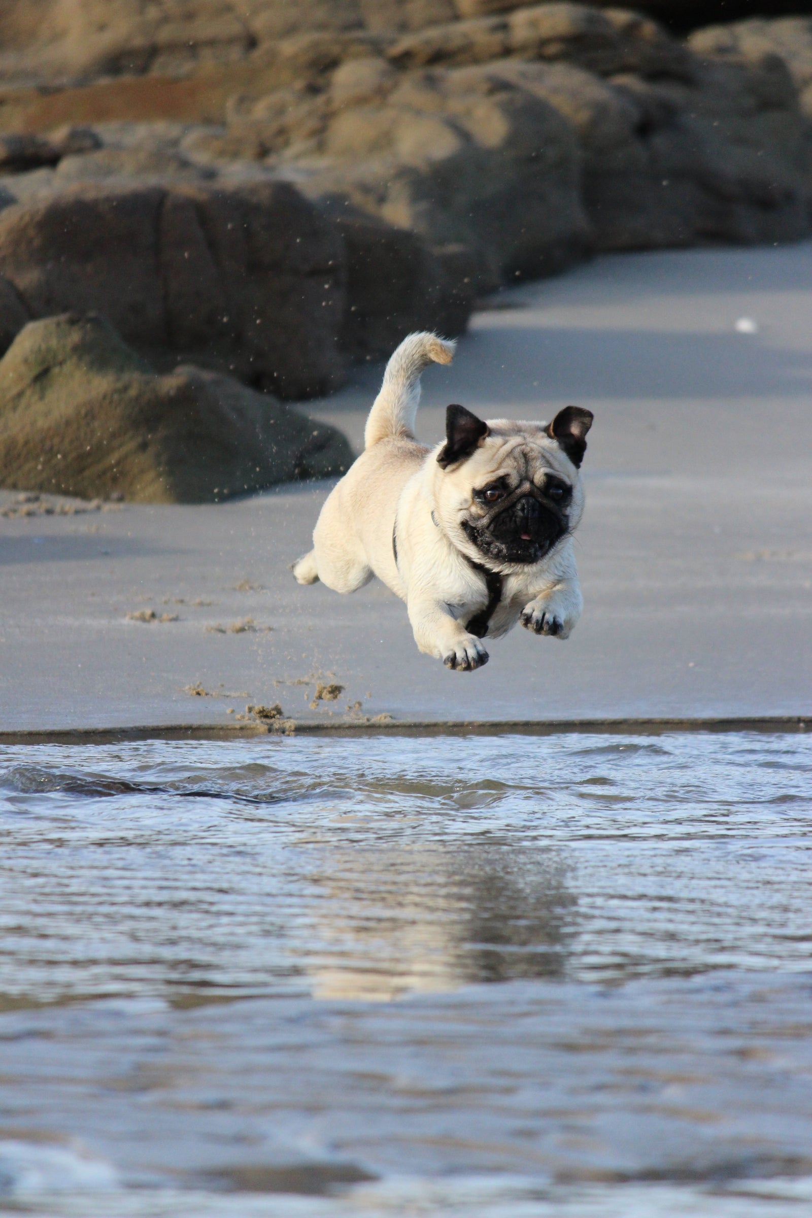 Review of Dasuquin Supplement for Dogs