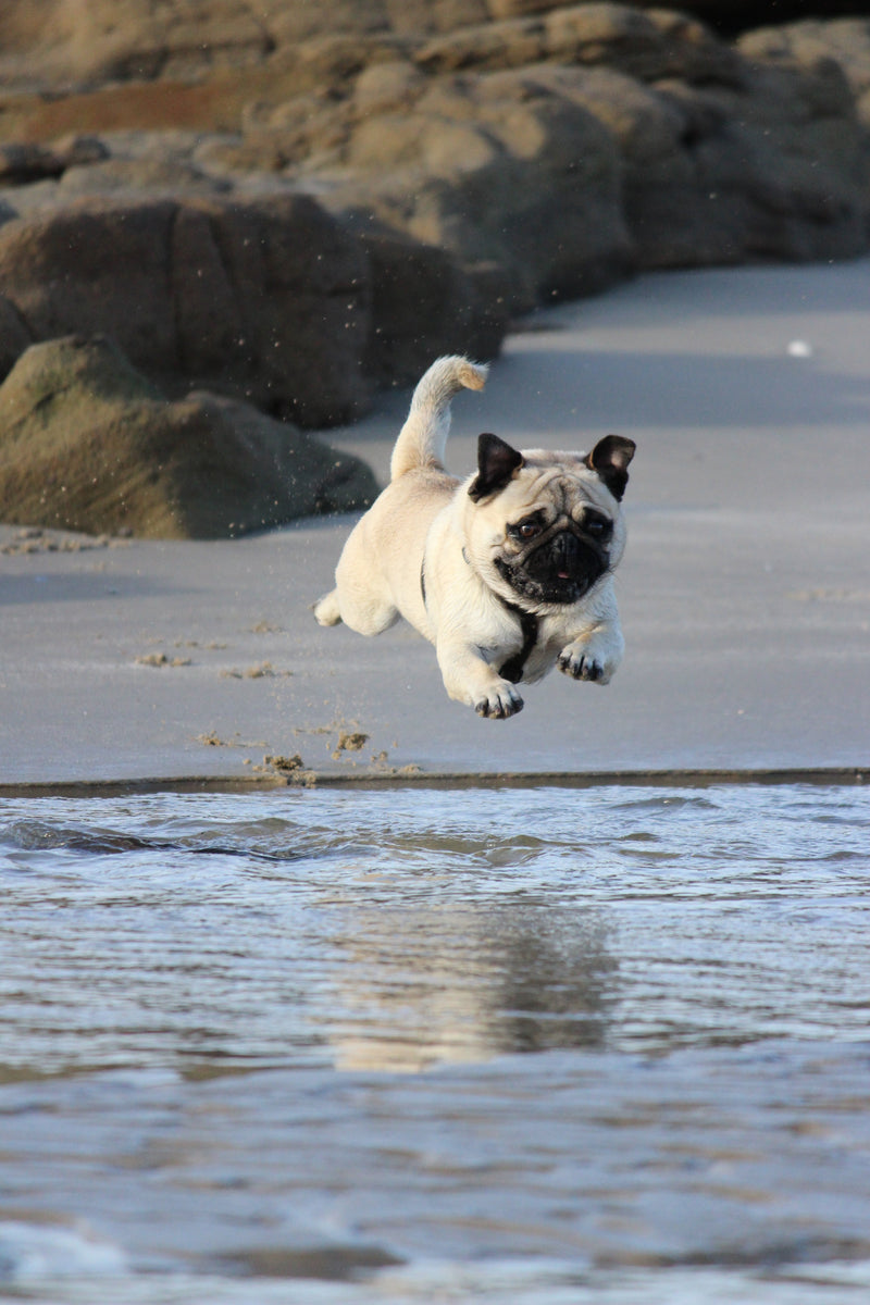 Review of Dasuquin Supplement for Dogs