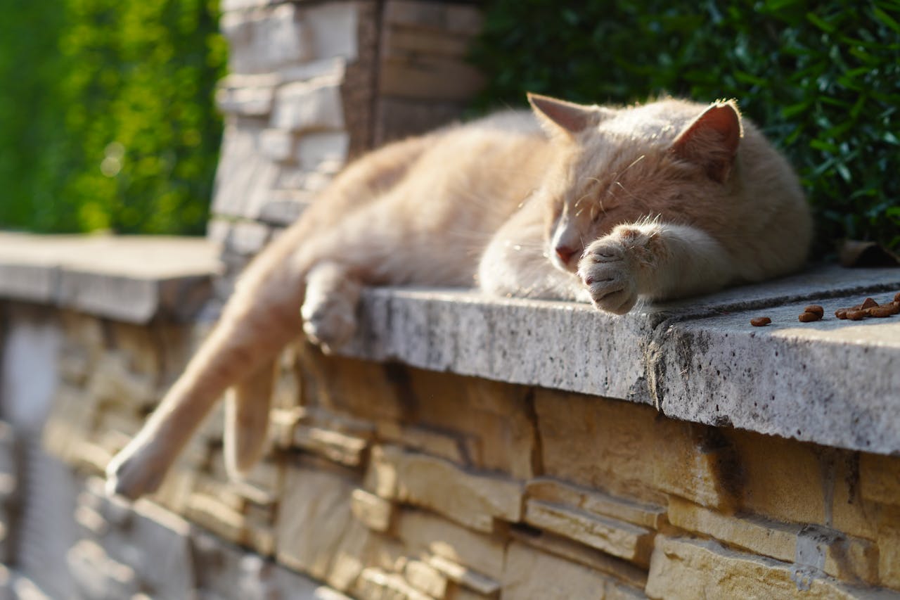 Cat Arthritis Signs: 9 Subtle Clues Your Cat Is in Pain