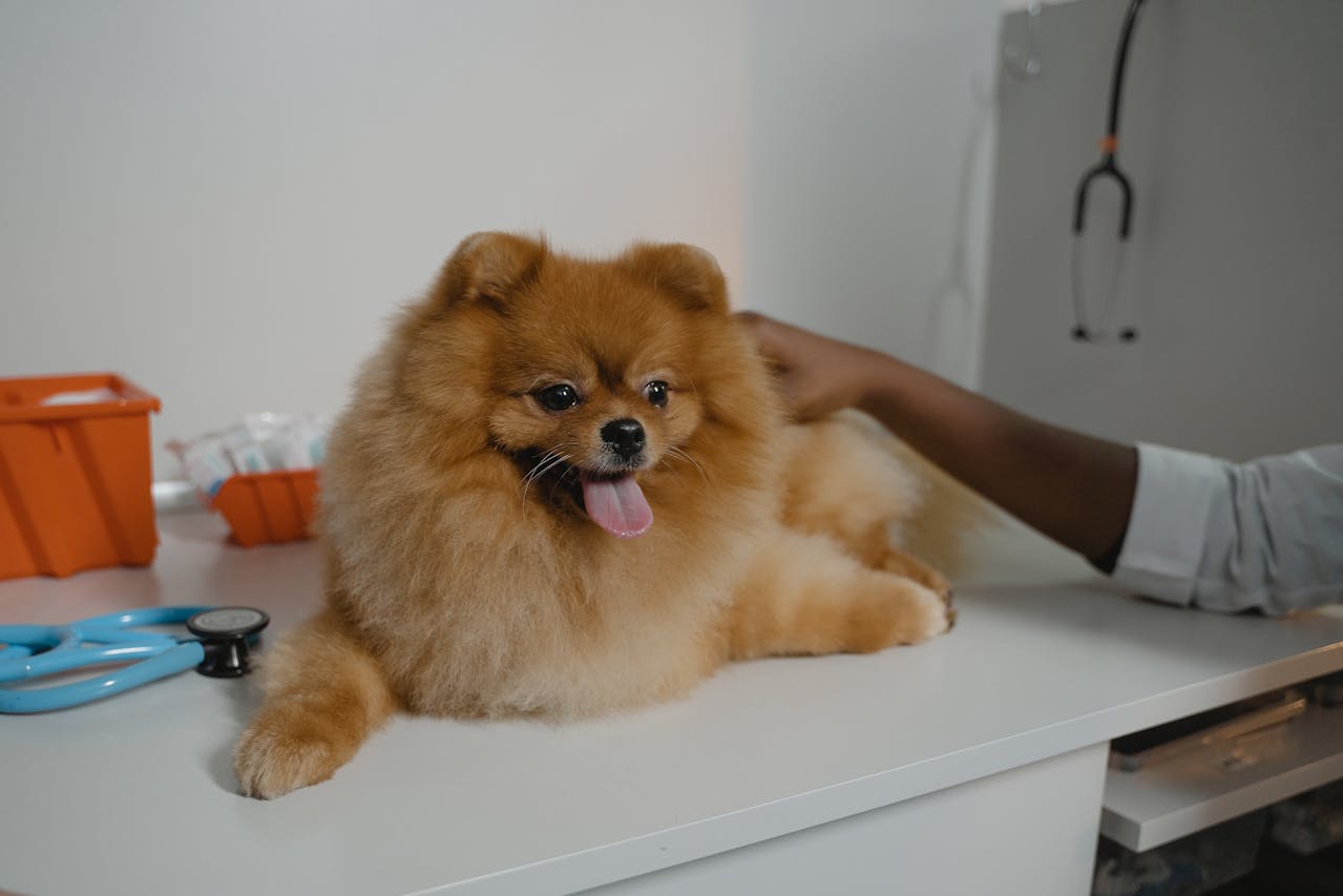 Carprofen Side Effects in Dogs: What Owners Should Watch For