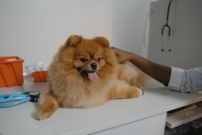 Carprofen Side Effects in Dogs: What Owners Should Watch For