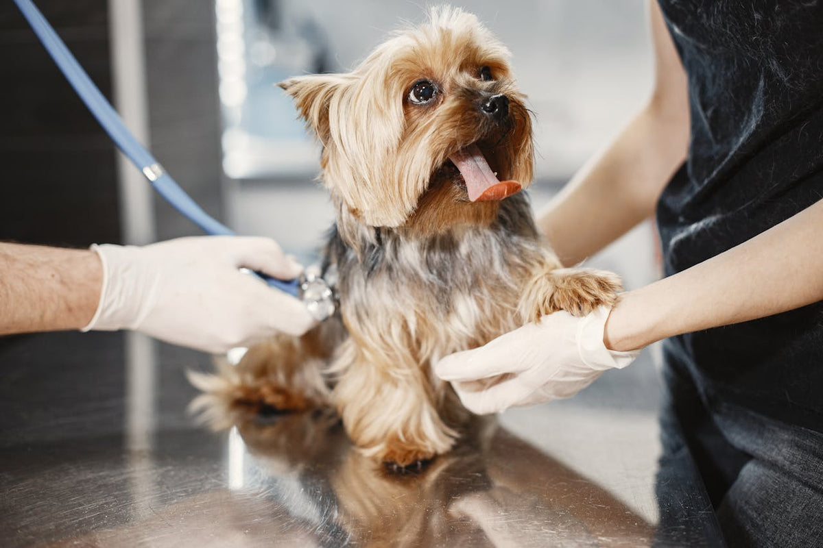 Dog Arthritis: The Complete Guide to Symptoms and Care