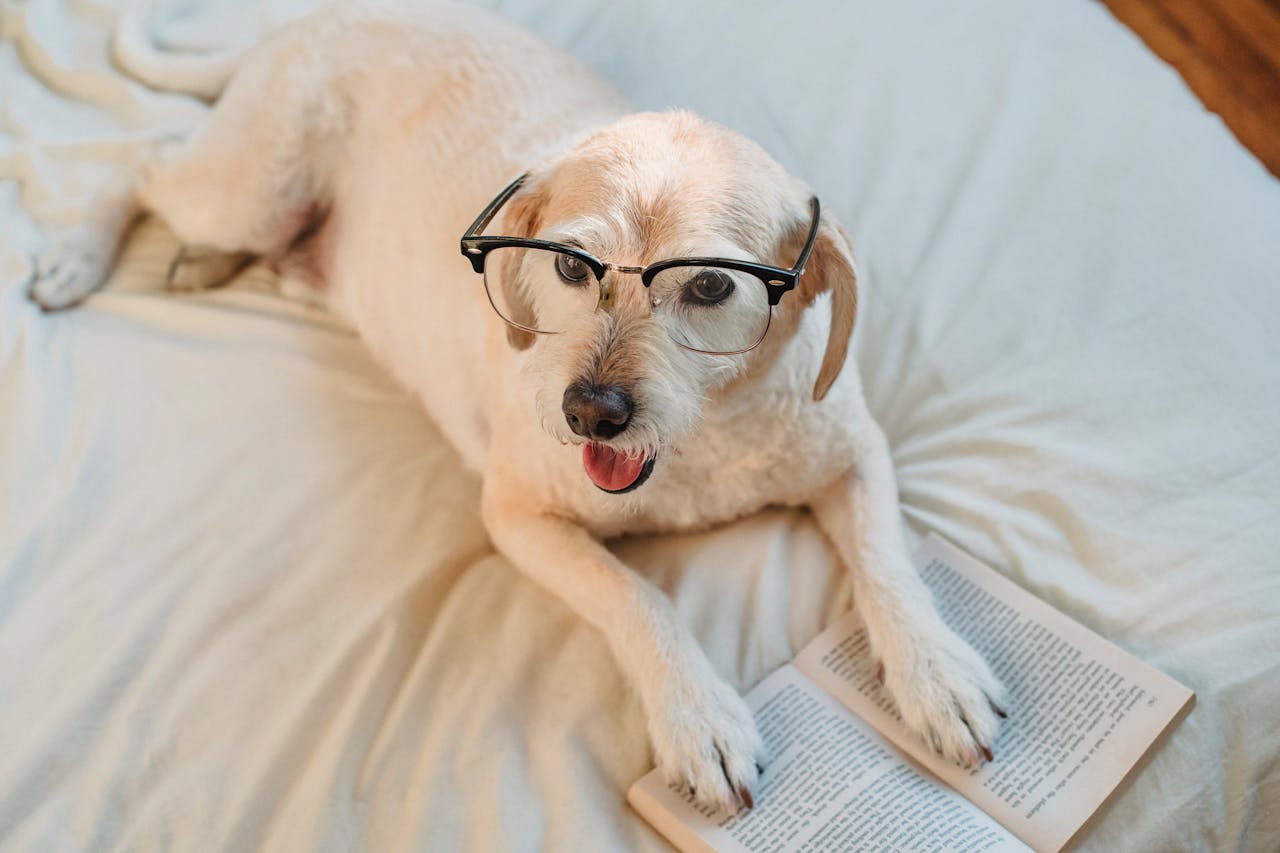 How to Help a Senior Dog With Arthritis: A Practical Guide