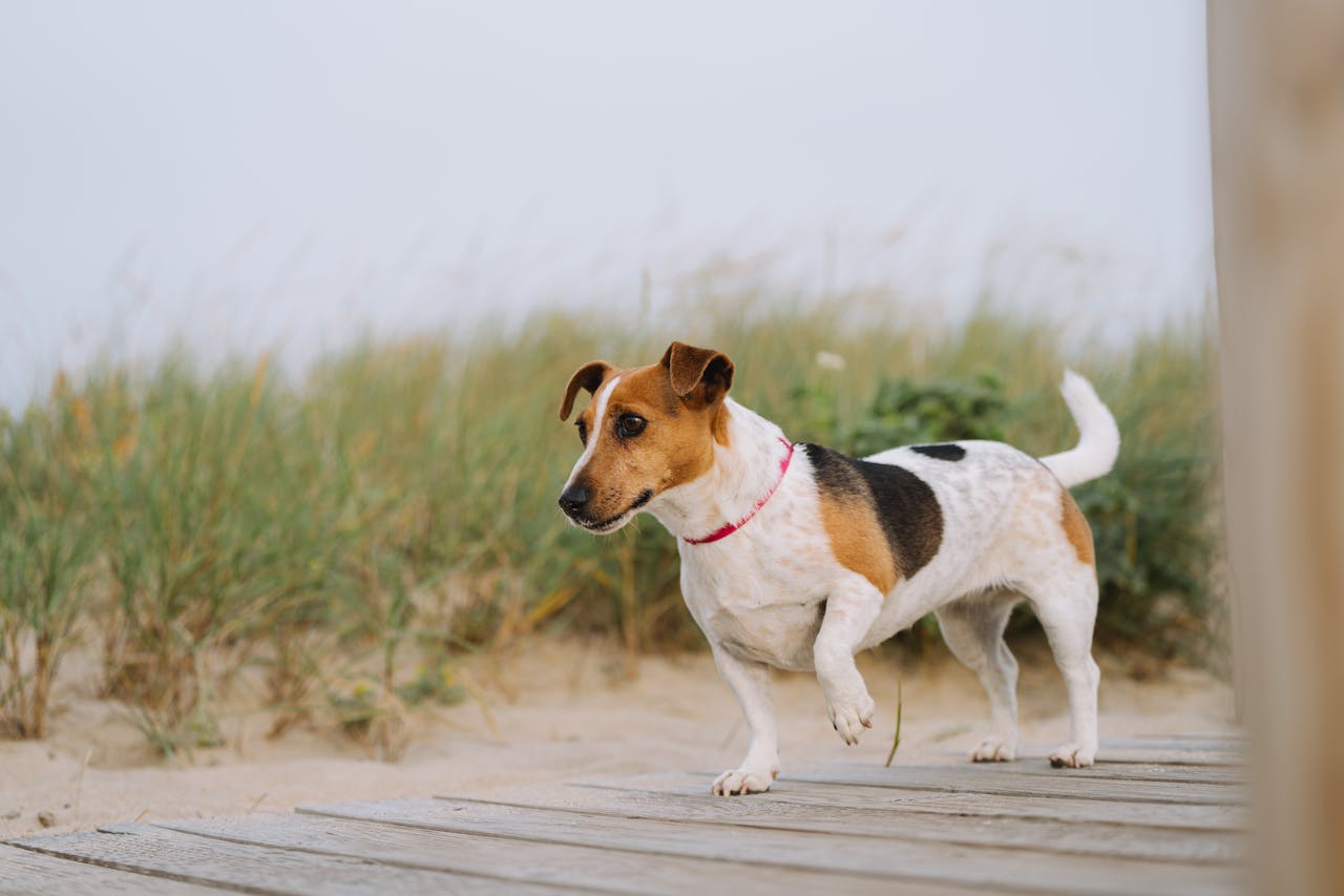 Why Is My Old Dog Limping? 7 Common Causes and Next Steps