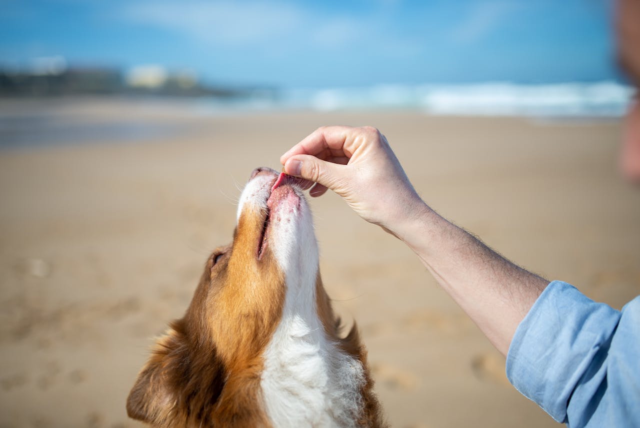 Quercetin for Dogs: What It Is, Allergies, and Dosing