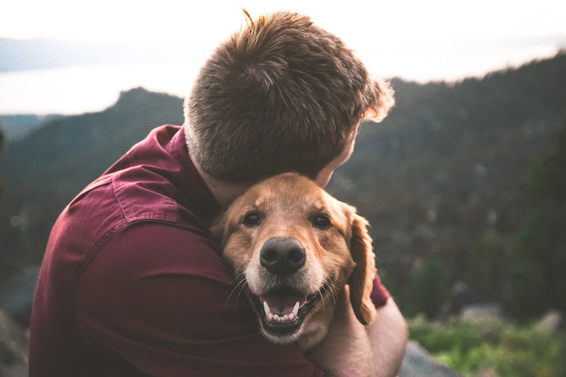 The Truth About Glucosamine for Dogs