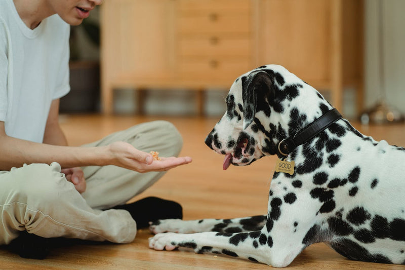 PEA for Dogs: What It Is, How It Works, and Is It Safe?
