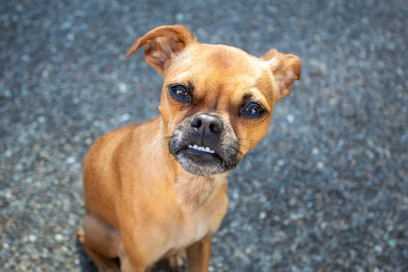 Why Is My Senior Dog Suddenly Grumpy or Withdrawn? It's Probably Not Personality