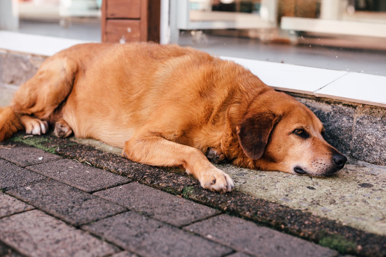 How to Help an Overweight Dog with Arthritis Lose Weight (Without Making the Pain Worse)