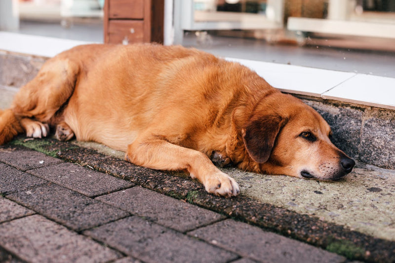 How to Help an Overweight Dog with Arthritis Lose Weight (Without Making the Pain Worse)
