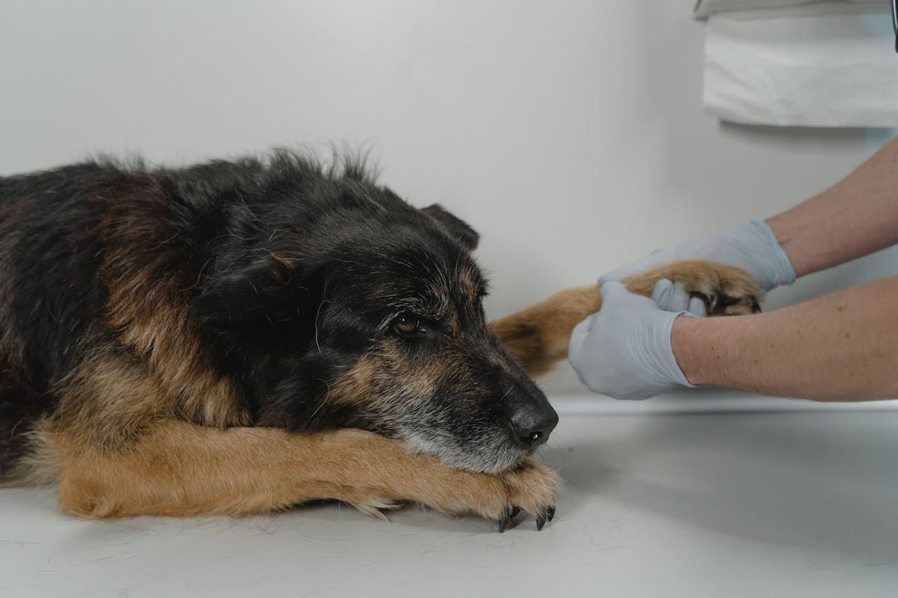 17 Questions to Ask Your Vet About Your Dog's Arthritis (Print This Before Your Appointment)