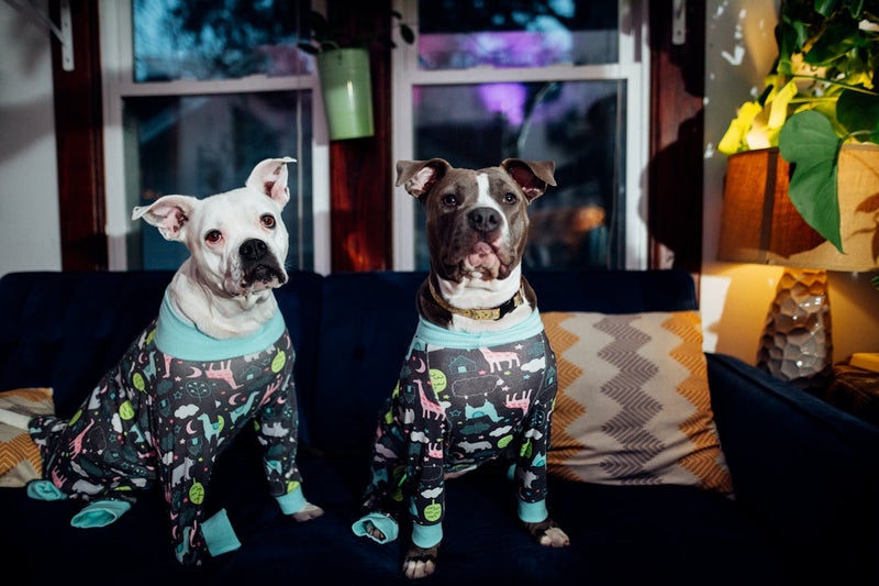 Why Is My Dog Restless at Night? 9 Causes and What to Do