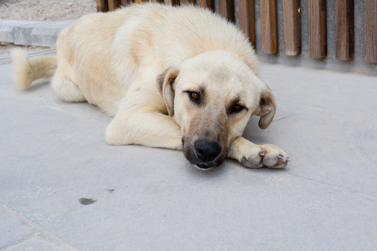 Dog Stiff After Lying Down? What It Means and What to Do